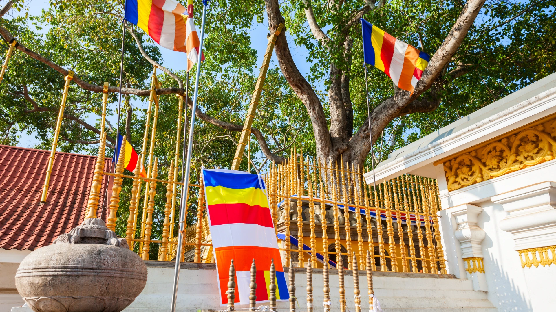 Sri Maha Bodhi Sacred Tree