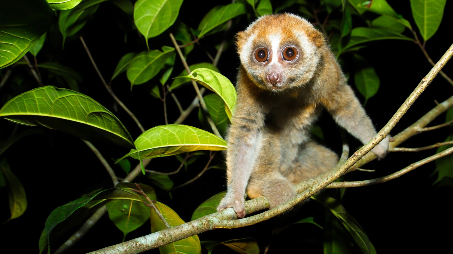 Slender Loris nocturnal watching