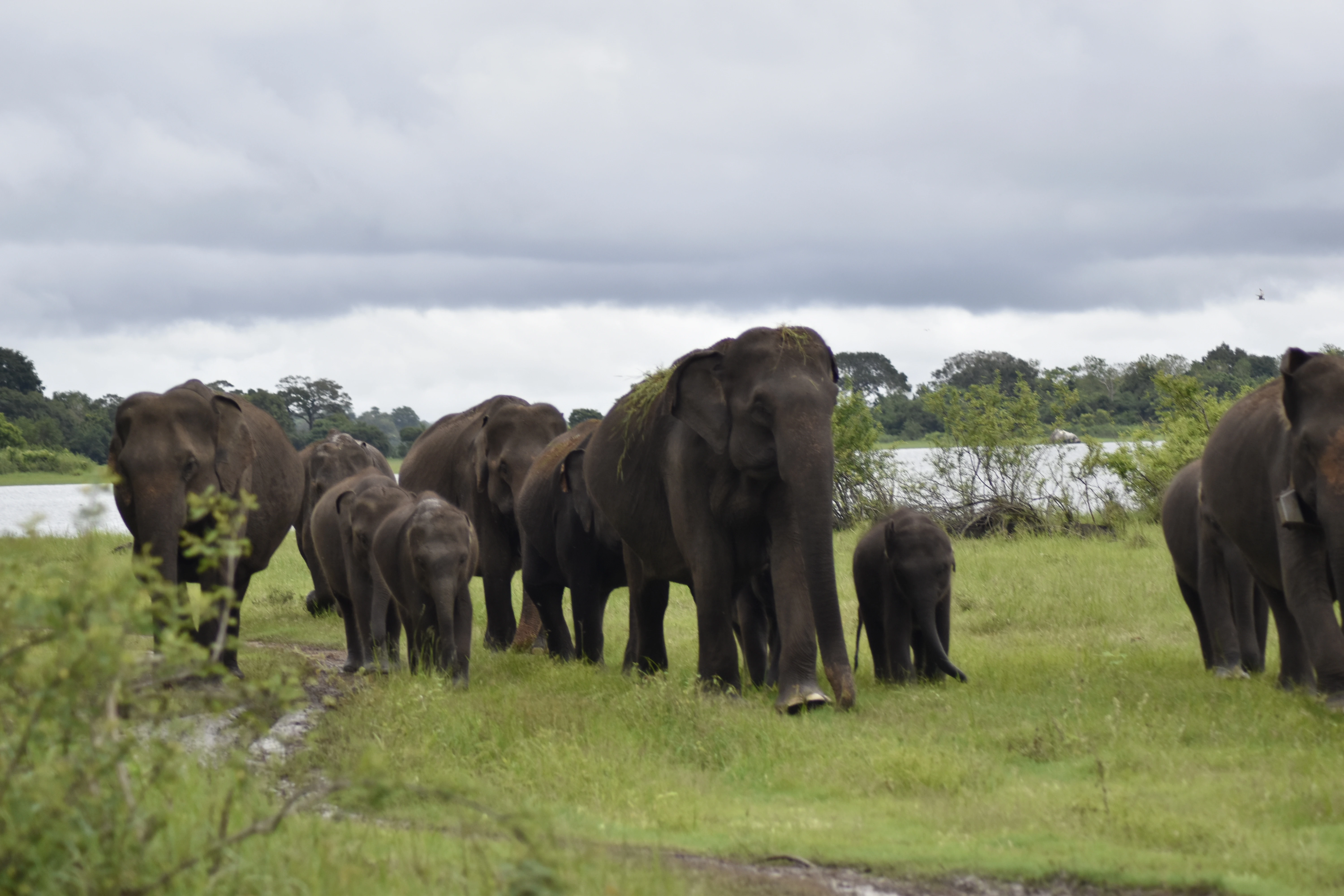 Sigiriya Rock Fortress