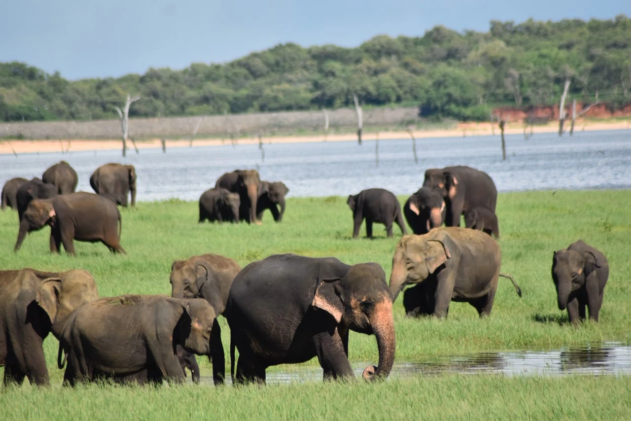 Wild elephants bathing