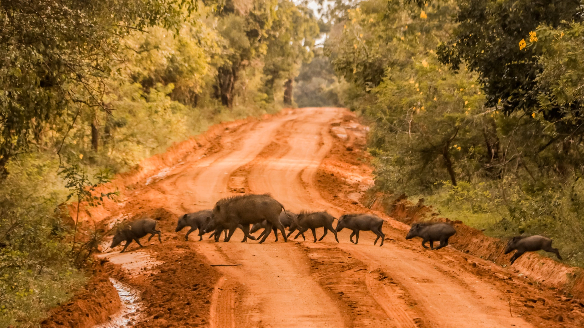 Sloth bear in Yala